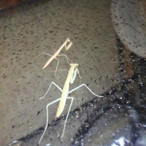 precise watering mantis