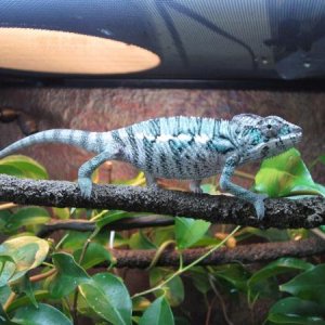 day 1 exploring his new home. 
Sire: Bonaroo from Chameleon Company