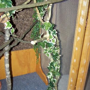 Vines, natural branches & cage carpet.