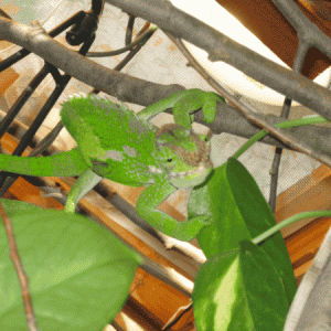 spider chameleon