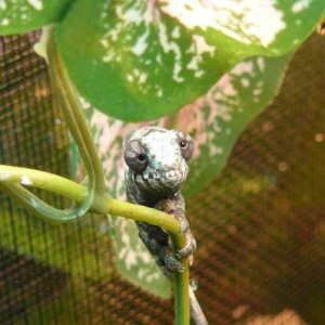 2012 Captive Hatched Male Ambanja