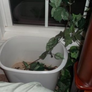 FR(03-11-2012)- Laying bin