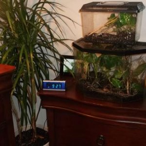 Mantis babies(03-11-2012)