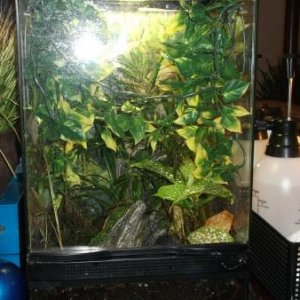 Pygmy cage (03-11-2012)