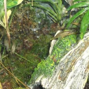 Pygmy cage (03-11-2012)