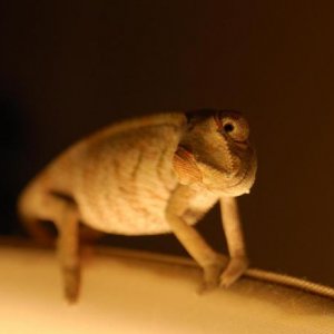 On the lamp checking out the camera.