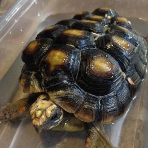 Mia - severe MBD in redfoot tortoise