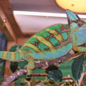 Rango is my two year old male veiled chameleon.