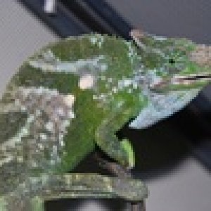 Baraka is a wild caught male fitcher chameleon.