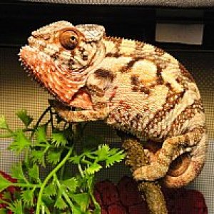 Prada is 8 months old and she's an ambilobe female panther chameleon.
