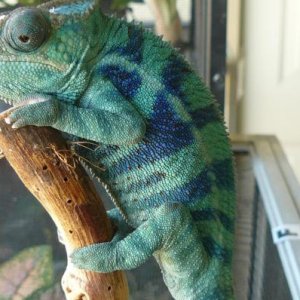 LSC Purple Bar Ambanja Breeder - Geronimo