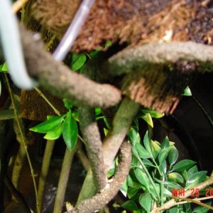 Arial view of the hanging enclosure. Cricket cup and phoenix worm cup easily seen, drip tube coming down in the upper left hand corner. kinda cool con