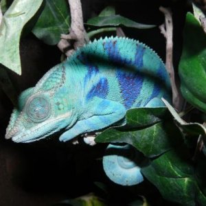 LSC Purple Bar Ambanja Breeder sleeping