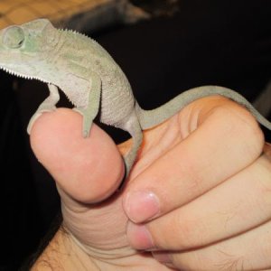 cham2