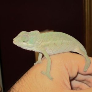 cham5