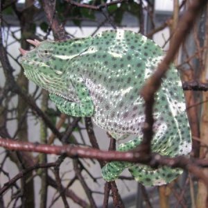 Male Trioceros Deremensis (Charles)