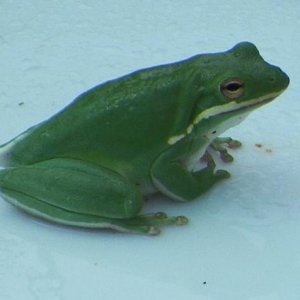 Green Treefrog 3 23 12