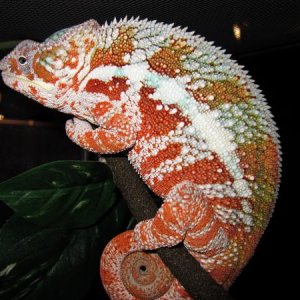 The Indian... resting on his branch...