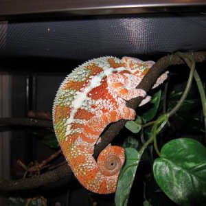 The Indian loves to hide his face...