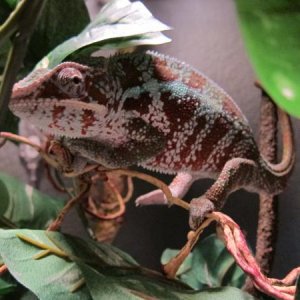 Stalking a cricket