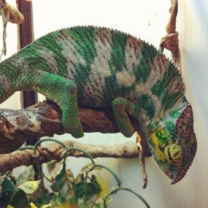 Hercules, Nosy Faly WC. Imported by me in dec. 2012. Is this Faly Enough? ;)