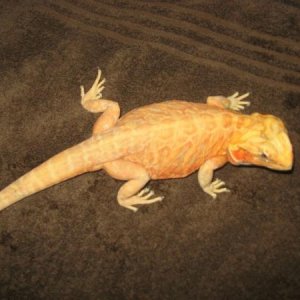 Silk Back Dragon
