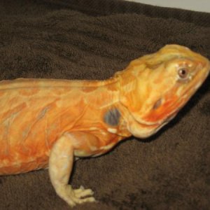 Silk Back Dragon 1