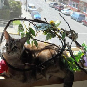 Sometimes the cat makes me share my window.  I really think she wishes she was a chameleon...