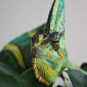 looking curious