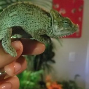 Kermit
