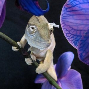 Ury shedding.