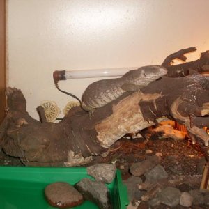 new lizard stuff 009