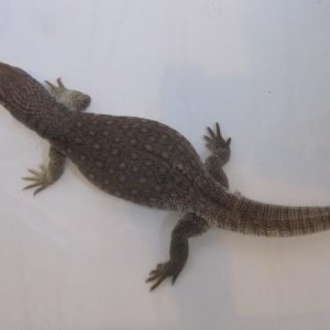 IMG 0899