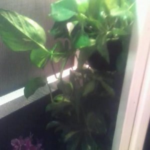 Plants: Pothos, Dwarf Umbrella, Orchid