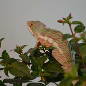 IMG 0042