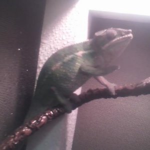 He was caught tossing his thermometer onto the ground... Never seen a chameleon use their hands like he does!