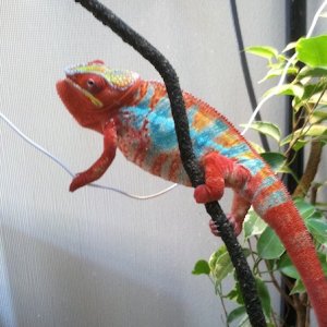 IMG 0031