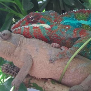Achiles and cherry breeding.