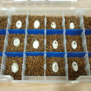 Some of the crested eggs cooking