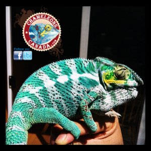 Hercules, our star Nosy Faly, very white cham.