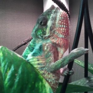 Guarding the Pothos