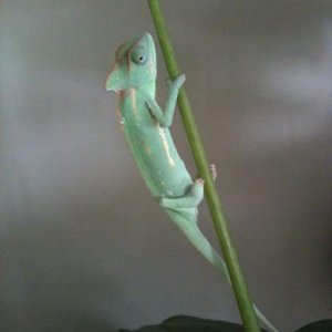 just came home from the pet store