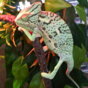 angry at the crickets in her cage