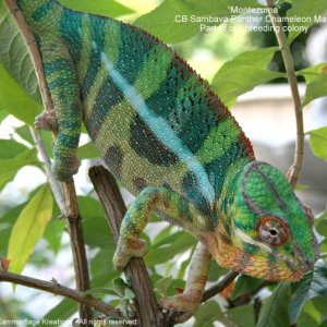 Montezuma   Niro's sire