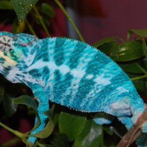 Blizzard   Dharma's sire