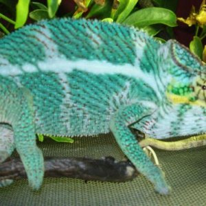 Quasar   Dharma's Maternal Grandfather