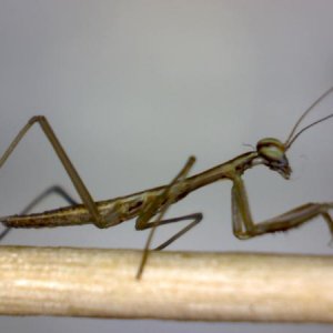 L1 tenodera sinensis,( cant edit title, its actually tenodera) on a toothpick at 50x. really hard to do macrophotography of a live subject at these ma