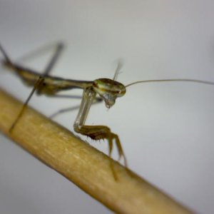 really hard to get face shots, as soon as they reach the top of the tooth pick they want to get on the lens. the distances and depth of field involved