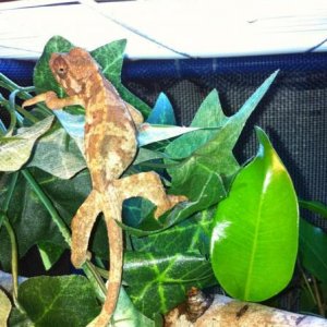 Miff exploring her new home