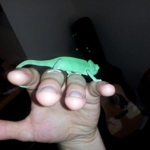baby veiled male
